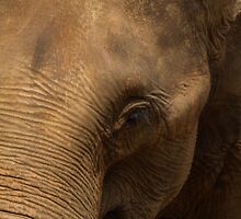 Sri Lanka by Jonathan Dower