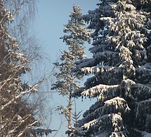 Winter trees (My forest) by Antanas