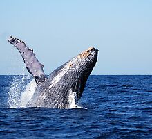 Humpback Whale by LjMaxx