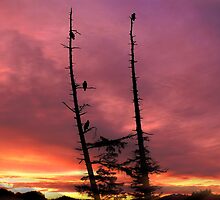 Eagles & The Sunrise by Gail Bridger