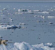 Vanishing World by Steve Bulford
