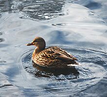 ~Feathered Friend~ by DonnaM
