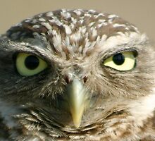 bird eyes 1 by Sol Whiteley