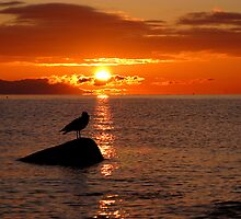 Check it out eh! by Al Williscroft