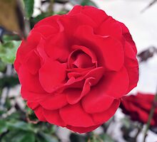 RED ROSE ( Given to me by the best man in the World,) SMcGowan by Sarahphotos