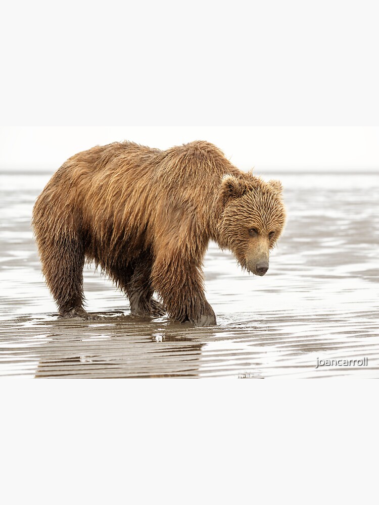 Brown Bear Digging For Clams Alaska Sticker For Sale By Joancarroll