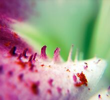 Lilium by Courtney Van Zuyen
