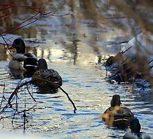 Family Swim by Robin Webster