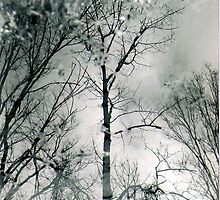 bare trees # 2 by butchart