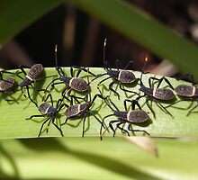 Gathering by Maryanne Lawrence