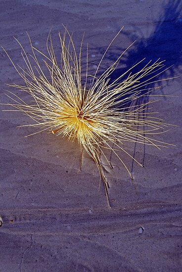 Tumbleweed Western