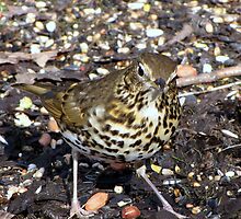 Song Thrush by Sharon Perrett