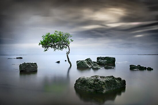 zen tree