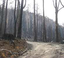 Road of distruction by Geoff Read