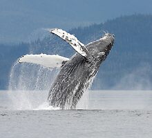 Dancing With The Waves by Gina Ruttle (Whalegeek)