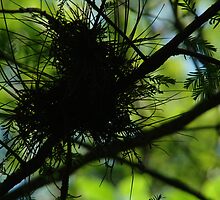 Heart strings. by Isa Rodriguez