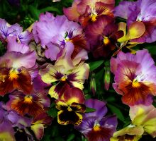 Pansy Mania by Diane Schuster