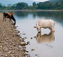 Cows, river Huallaga, Tarapoto, Peru by juan jose Gabaldon