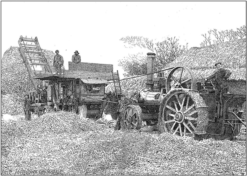 "STEAM THRESHING AT NORTH TUDDENHAM, NORFOLK, ENGLAND, 1912." by