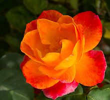 Flower by juan jose Gabaldon