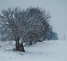 Snow falling on the trees by Mykola