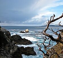 Winter Storm Approaching by Sharrose