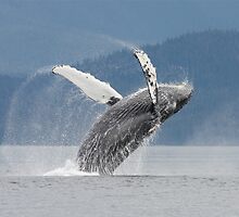 Dancing With The Waves #2 by Gina Ruttle (Whalegeek)