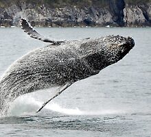 Breaching Humpback Whale by Barbara Burkhardt