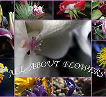 All About Flowers by Katagram