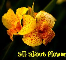 All about flowers by mayette26