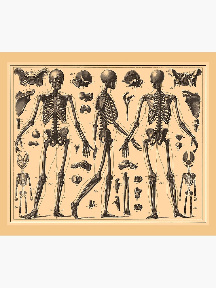 Vintage Skeleton Card Drawings Skeleton Anatomy Human Figure Drawing