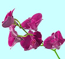 Orchid: Purple Dendrobium by Bob Fox