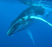 May I Introduce Myself? by Gina Ruttle (Whalegeek)