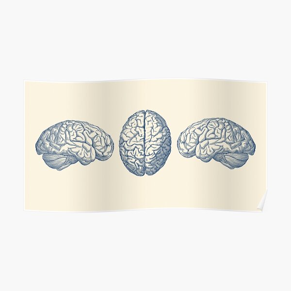 Human Brain Triple View Vintage Anatomy Poster For Sale By