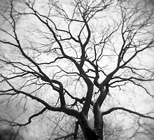 Twisted Intricacies by Paul Lavallee