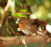 Robin Red Breast by Gracie Borgnet