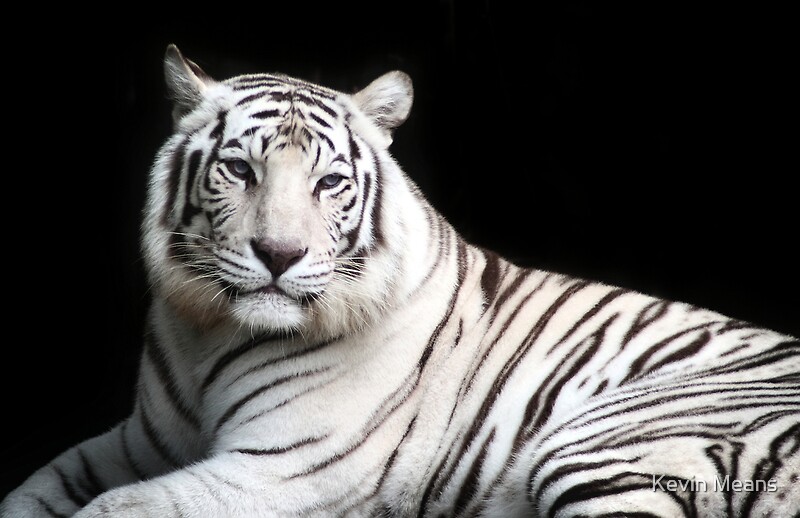 "White Tiger" by Kevin Means Redbubble