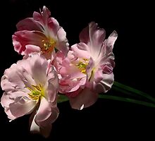 three tulips bid adieu by VickiOBrien
