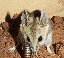 fat-tailed dunnart by jeroenvanveen