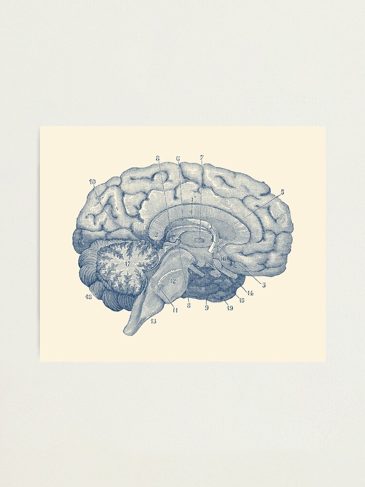 L Mina Fotogr Fica Diagrama De La Anatom A Del Cerebro Humano De