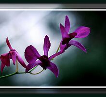 The Flower Speaks Volumes in It's Silence by Rick Wollschleger