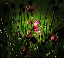 The last survivor by photo36