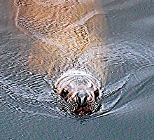 Psss......I Hear You Have Some Fish by Gail Bridger