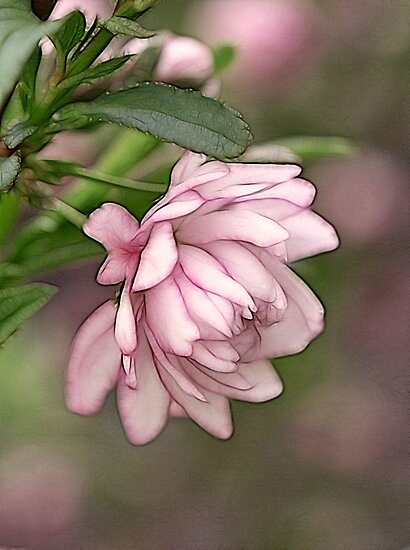 Almond Pink Flowering