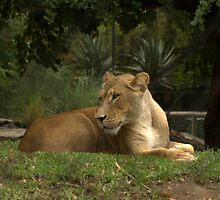 Born to be free. by elphonline