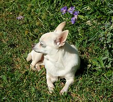 Dog Days of Summer... Solitary Sun Soak by ys-eye
