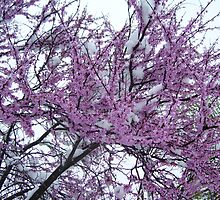 Last Gasp of Winter by RaptorGirl