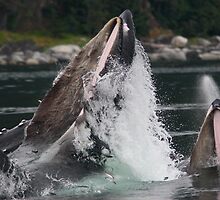 Humpback Whales Breaching by William C. Gladish