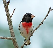 Rose-breasted Grosbeak Male by Bonnie T. Barry