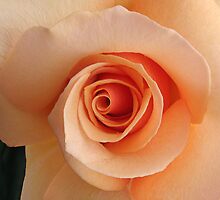 irresistible rose by picketty